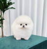 Photo №4. I will sell pomeranian in the city of Essen. private announcement - price - 370$