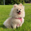 Photo №1. pomeranian - for sale in the city of Évry-Courcouronnes | 845$ | Announcement № 92979