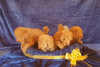 Photo №1. poodle (toy) - for sale in the city of Zrenjanin | negotiated | Announcement № 115020