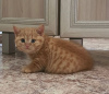 Photo №1. british shorthair - for sale in the city of New York | 250$ | Announcement № 89605