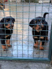 Photo №4. I will sell rottweiler in the city of Belgrade.  - price - negotiated