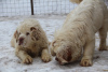Photo №2 to announcement № 9694 for the sale of clumber spaniel - buy in Russian Federation breeder