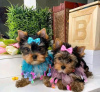 Photo №1. yorkshire terrier - for sale in the city of Miami | negotiated | Announcement № 121584