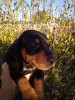 Photo №1. dachshund - for sale in the city of Odessa | negotiated | Announcement № 8130