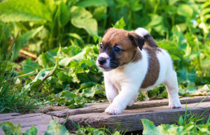 Photo №3. Jack Russell Terrier Puppies. Russian Federation