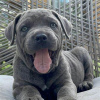 Photo №1. american pit bull terrier - for sale in the city of Los Angeles | negotiated | Announcement № 105965