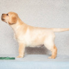 Photo №2 to announcement № 9158 for the sale of labrador retriever - buy in Russian Federation from nursery