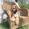Photo №2 to announcement № 10558 for the sale of afghan hound - buy in Russian Federation private announcement
