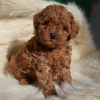 Photo №3. Red Brown toy poodle puppies. Germany