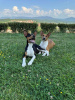 Photo №3. TOP Basenji dogs. Serbia