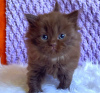 Photo №2 to announcement № 87599 for the sale of british shorthair - buy in United States private announcement