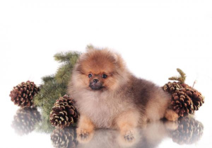 Photo №3. Pomeranian, boy, Moscow. Russian Federation