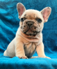 Photo №2 to announcement № 15587 for the sale of french bulldog - buy in Russian Federation from nursery