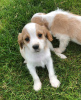 Photo №3. Adorable Cavalier King Charles Puppies for free adoption. Germany