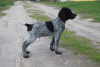 Photo №3. German Wirehaired Pointer. Poland