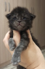 Photo №4. I will sell maine coon in the city of Москва. from nursery - price - 611$