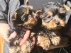 Photo №1. yorkshire terrier - for sale in the city of Las Vegas | Is free | Announcement № 11720