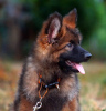 Photo №3. Beautiful dsh German Shepherd puppies.. Germany