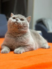 Photo №4. I will sell british shorthair in the city of Мутланген. private announcement - price - 581$