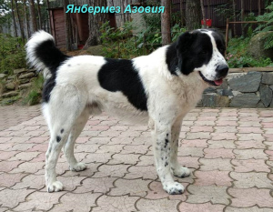 Additional photos: Central Asian Shepherd Puppy White-Tiger Girl