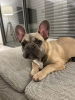 Photo №3. French bulldog for sale!. Israel