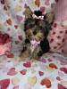 Photo №2 to announcement № 63811 for the sale of yorkshire terrier - buy in Germany 