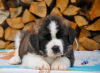 Photo №4. I will sell st. bernard in the city of Minsk. from nursery - price - 759$