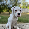 Photo №1. american pit bull terrier - for sale in the city of New York | 500$ | Announcement № 103383