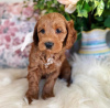 Photo №2 to announcement № 87915 for the sale of golden retriever - buy in Netherlands private announcement