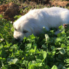 Photo №3. golden retriever puppies for sale. Ireland