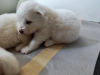 Additional photos: Samoyed, PREMIUM puppies