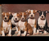 Additional photos: American Staffordshire Terrier