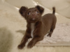Photo №2 to announcement № 78125 for the sale of chihuahua - buy in Russian Federation private announcement