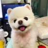 Photo №2 to announcement № 32157 for the sale of pomeranian - buy in Germany private announcement