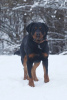 Additional photos: Rottweiler Snickers in good hands