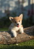 Additional photos: Welsh Corgi Pembroke puppies