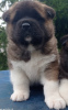 Photo №1. american akita - for sale in the city of St. Petersburg | 0$ | Announcement № 7940