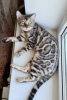 Photo №2 to announcement № 40033 for the sale of bengal cat - buy in Belarus from nursery, breeder
