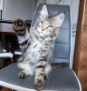 Photo №4. I will sell maine coon in the city of Richmond. private announcement - price - 400$