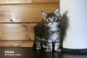 Photo №2 to announcement № 6139 for the sale of maine coon - buy in Belarus from nursery