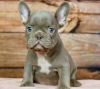 Photo №1. french bulldog - for sale in the city of Stockholm | negotiated | Announcement № 113181