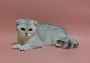 Photo №1. scottish fold - for sale in the city of Kharkov | 334$ | Announcement № 3505