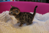 Photo №3. Vaccinated Bengal Cats for adoption to Caring homes. Germany