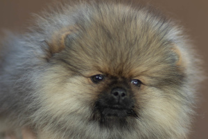 Photo №4. I will sell pomeranian in the city of Rostov-on-Don. from nursery, breeder - price - 665$