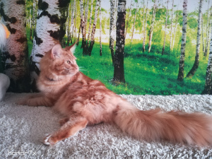 Photo №3. Huge and beautiful Maine Coon cat. Russian Federation