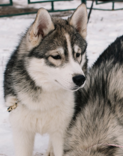 Photo №1. siberian husky - for sale in the city of Samara | 500$ | Announcement № 4945