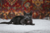 Photo №3. Smoky kitten Funtik is looking for a home!. Belarus