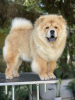 Photo №2 to announcement № 117441 for the sale of chow chow - buy in Serbia breeder