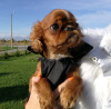 Photo №2 to announcement № 21302 for the sale of cavalier king charles spaniel - buy in Estonia from nursery