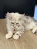 Photo №1. maine coon - for sale in the city of Monaco | 2958$ | Announcement № 114987